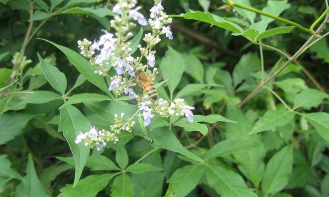 荆条开花时间是什么时候？花期通常持续多久？