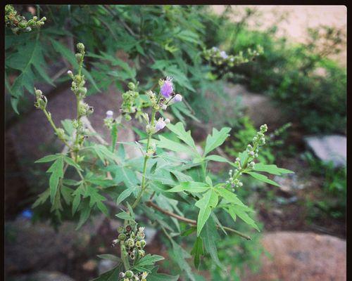 荆条属于什么植物类别？它的特点和用途有哪些？