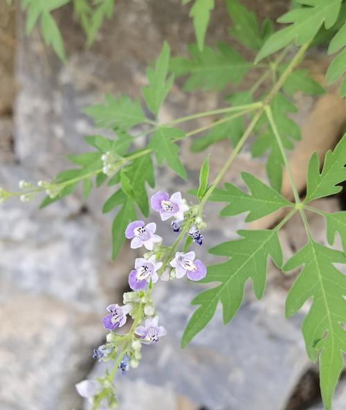 荆条属于什么植物类别？它的特点和用途有哪些？