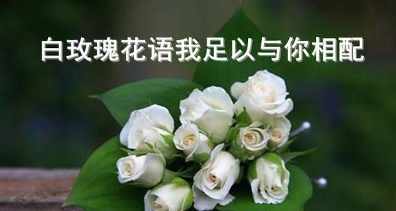 玫瑰花象征着什么品格？花语又是什么？