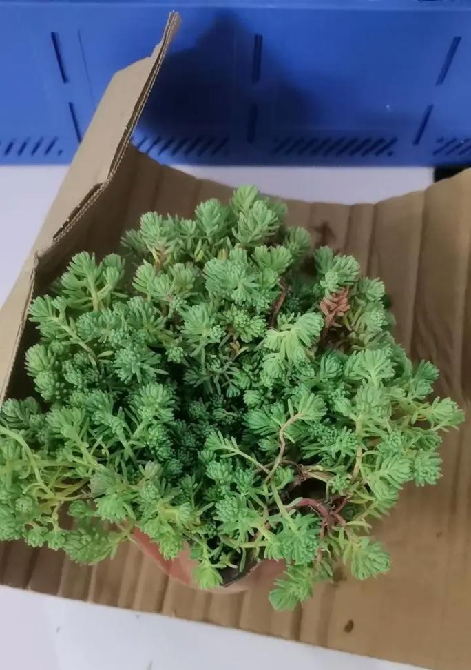 景天是什么植物？景天科植物有哪些特点和常见问题？