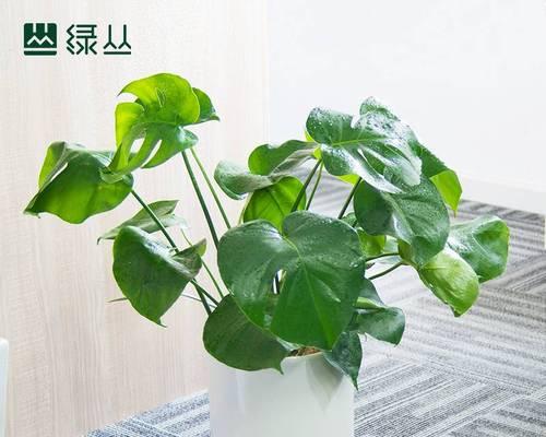 哪些植物能有效净化甲醛？如何选择适合的室内植物？