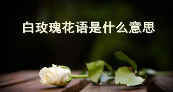 玫瑰寓意及花语是什么？如何正确解读玫瑰的花语？