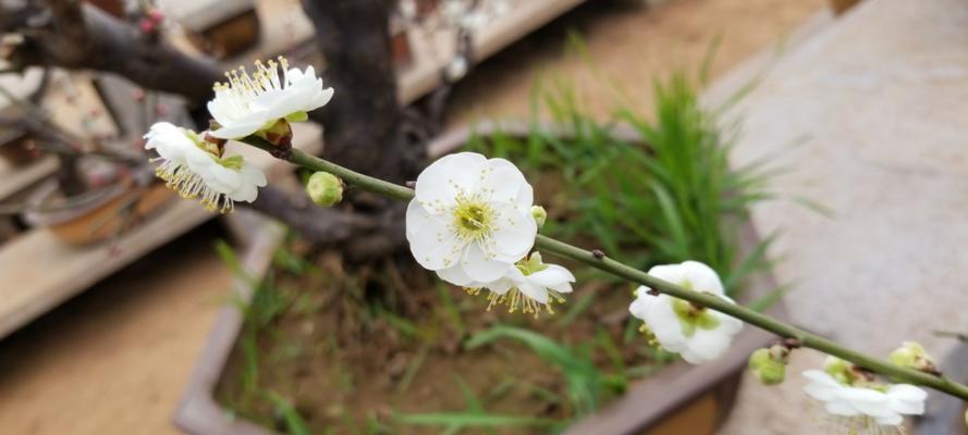 梅花代表了什么梅花的含义及寓意？如何理解梅花的文化象征？