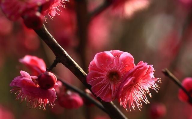 梅花的花语是什么意思？梅花象征着什么？