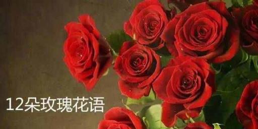 九朵玫瑰花代表什么含义？花语背后的爱情寓意是什么？