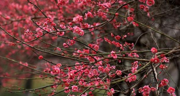 梅花象征着什么？梅花的寓意有哪些常见问题解答？