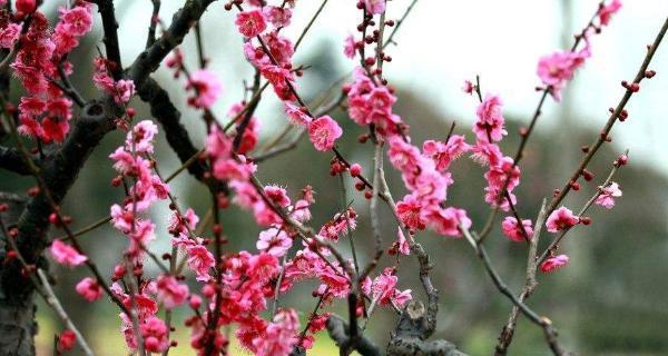 梅花的寓意与花语是什么？如何理解梅花的象征意义？