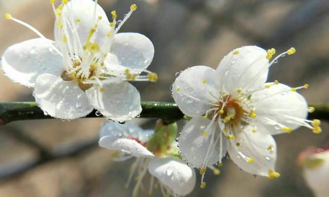 梅花花语是什么意思？梅花代表了哪些美好寓意？