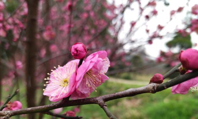 梅花花语是什么意思？梅花代表了哪些美好寓意？