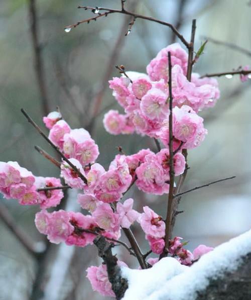 梅花花语是什么意思？梅花代表了哪些美好寓意？