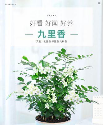 九里香不开花怎么回事？如何解决九里香不开花的问题？