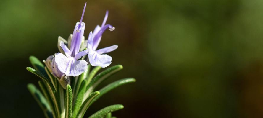 迷迭香的花语代表什么？如何正确理解迷迭香的含义？