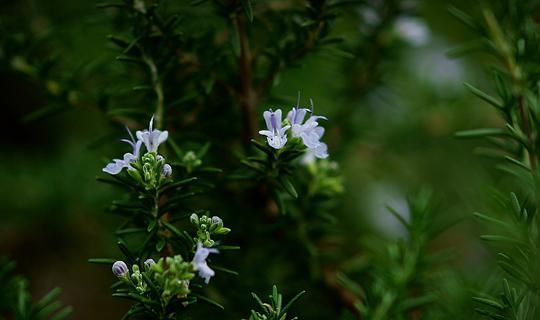 迷迭香花语是什么？如何用迷迭香表达爱意？