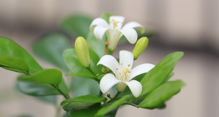 九里香多久开花一次？养多久才能看到花开？