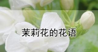 茉莉花语代表什么？适合送给哪些人？