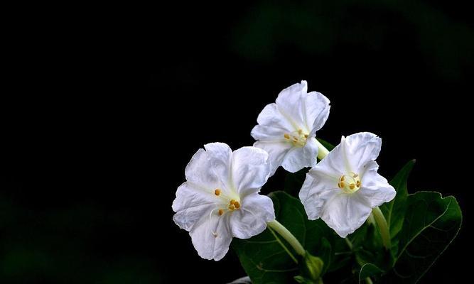 茉莉花语代表什么？适合送给哪些人？