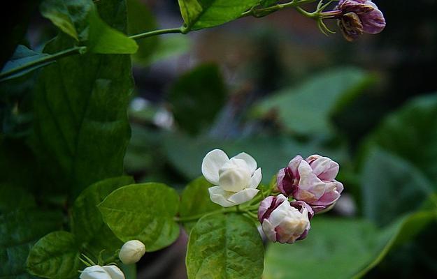 茉莉花的花语是什么？如何用茉莉花表达爱意？