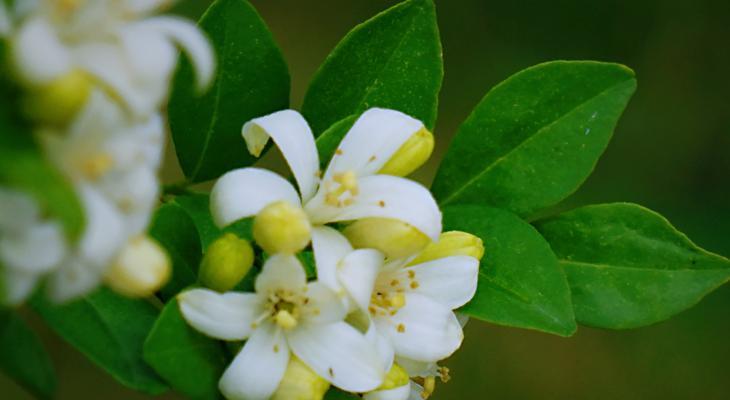 九里香花的花期是多久？最佳开花时间是什么时候？