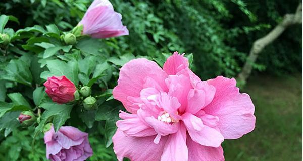 木槿花象征着什么？木槿花的花语有哪些含义？