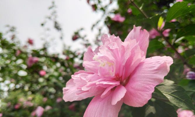 木槿花的花语是什么？木槿花代表了什么意思？