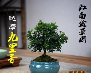 九里香配土方法是什么？种植土壤有何讲究？