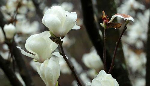 木兰花的花语是什么？有哪些药用价值？