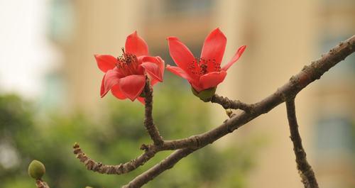 木棉花的象征意义是什么？木棉花寓意有哪些常见问题解答？