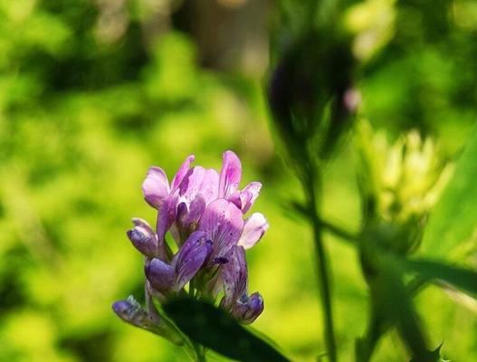 苜蓿花的花语是什么？如何解读苜蓿花的深层含义？