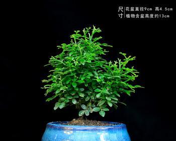 九里香种植时选择深盆还是浅盆好？哪种更适合生长？