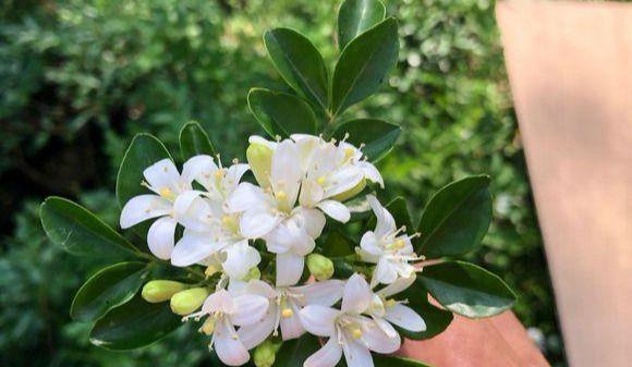 九里香喜欢太阳吗？光照需求与种植技巧解析？