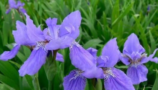 茑尾花花语是什么？如何用茑尾花表达情感？