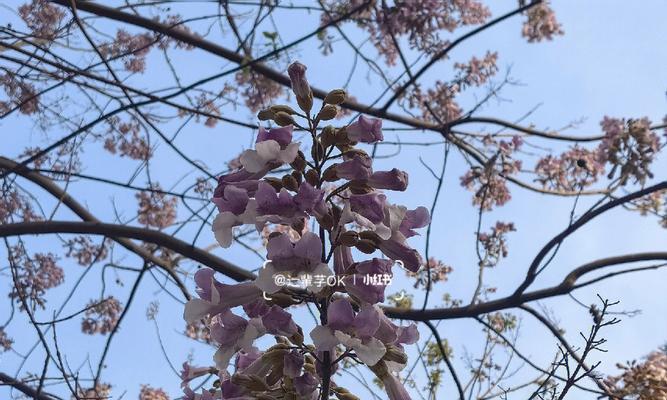 泡桐花的花语和寓意是什么？如何解读泡桐花的深层含义？