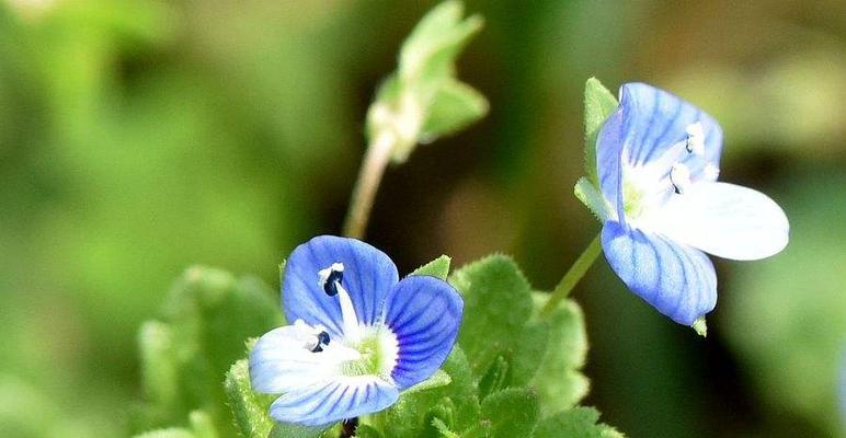 婆婆纳的花语有哪些含义？