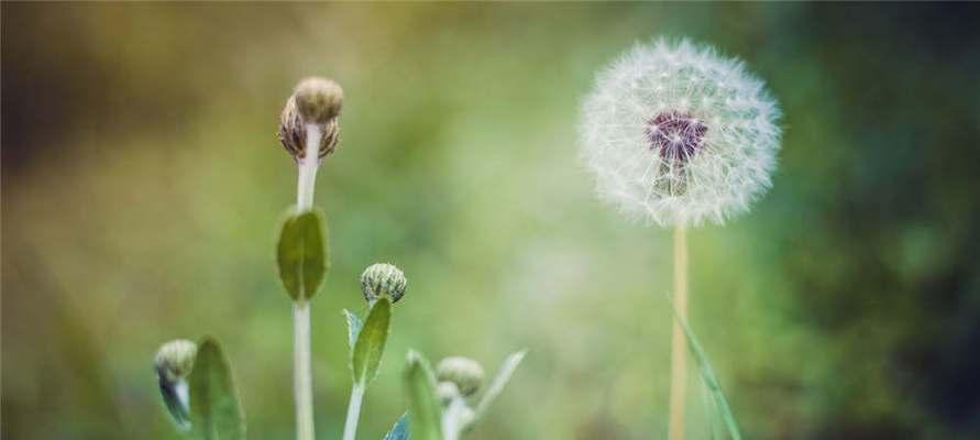 蒲公英花语是什么意思？蒲公英的寓意象征有哪些？