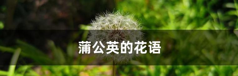 蒲公英花语代表了什么？如何理解蒲公英的象征意义？