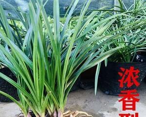 九头兰一年能开几次花？开花周期和养护要点是什么？