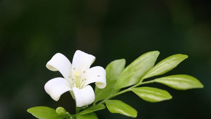 七里香花语是什么？如何解读七里香的象征意义？