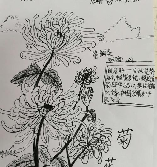 九月菊开花后修剪技巧是什么？开完花后剪枝方法有哪些？