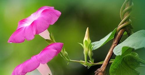 牵牛花代表什么意思？它的花语有哪些含义？