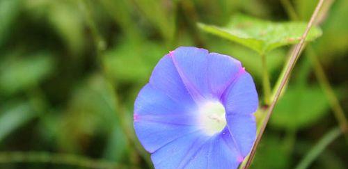 牵牛花的花语是什么意思？如何解读牵牛花的象征意义？