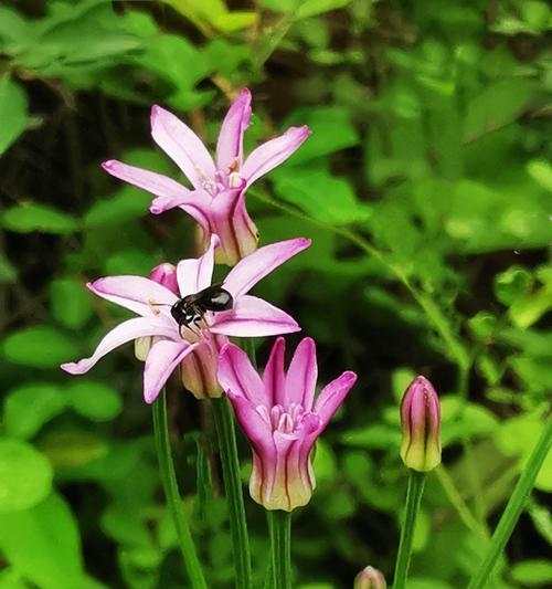 韭菜花期持续多久？如何延长韭菜花期？