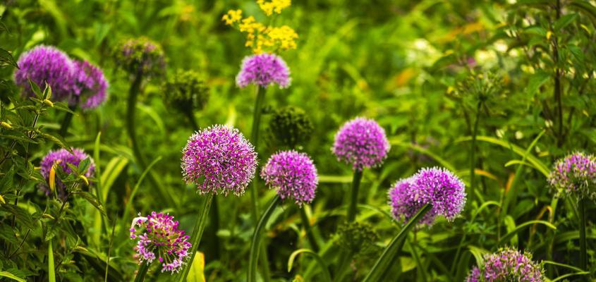 韭菜花最佳采摘时间是什么时候？几月份最合适？