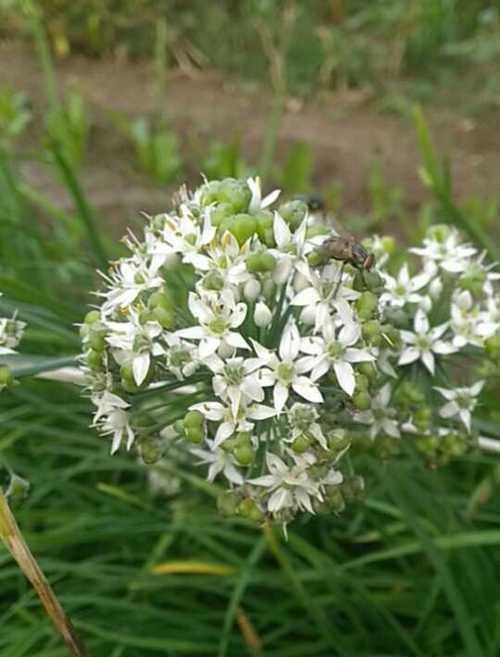 韭菜花什么时候开花？什么季节是韭菜花的花期？