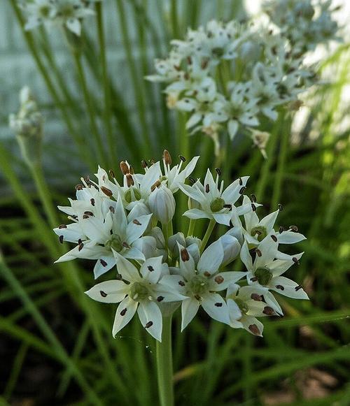 韭菜花什么时候开花？什么季节是韭菜花的花期？