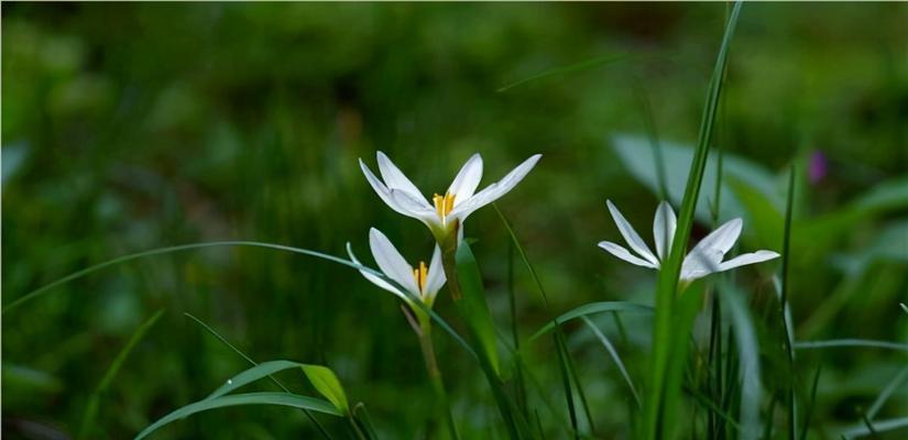 韭菜花一年开几次花？如何管理以促进多次开花？