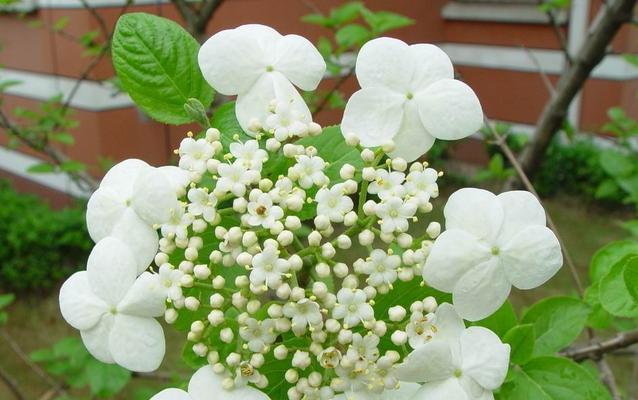 琼花的花语是什么？了解琼花的象征意义和文化背景？