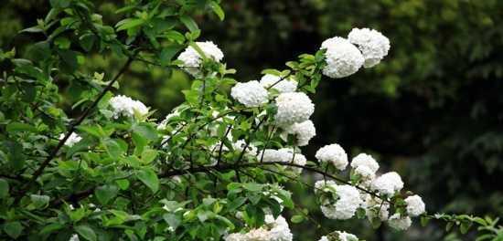 琼花的花语是什么？了解琼花的象征意义和文化背景？