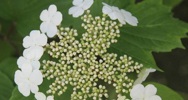 琼花的花语是什么？了解琼花的象征意义和文化背景？