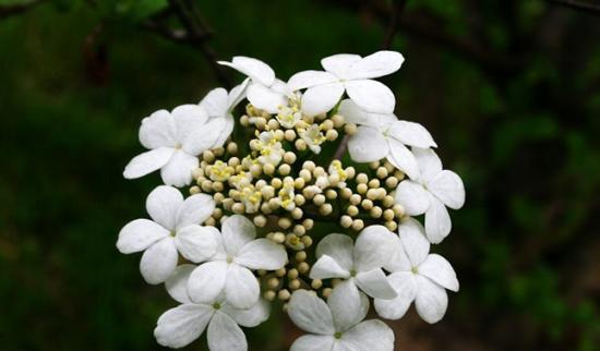 琼花花语是什么意思？琼花的象征意义有哪些？